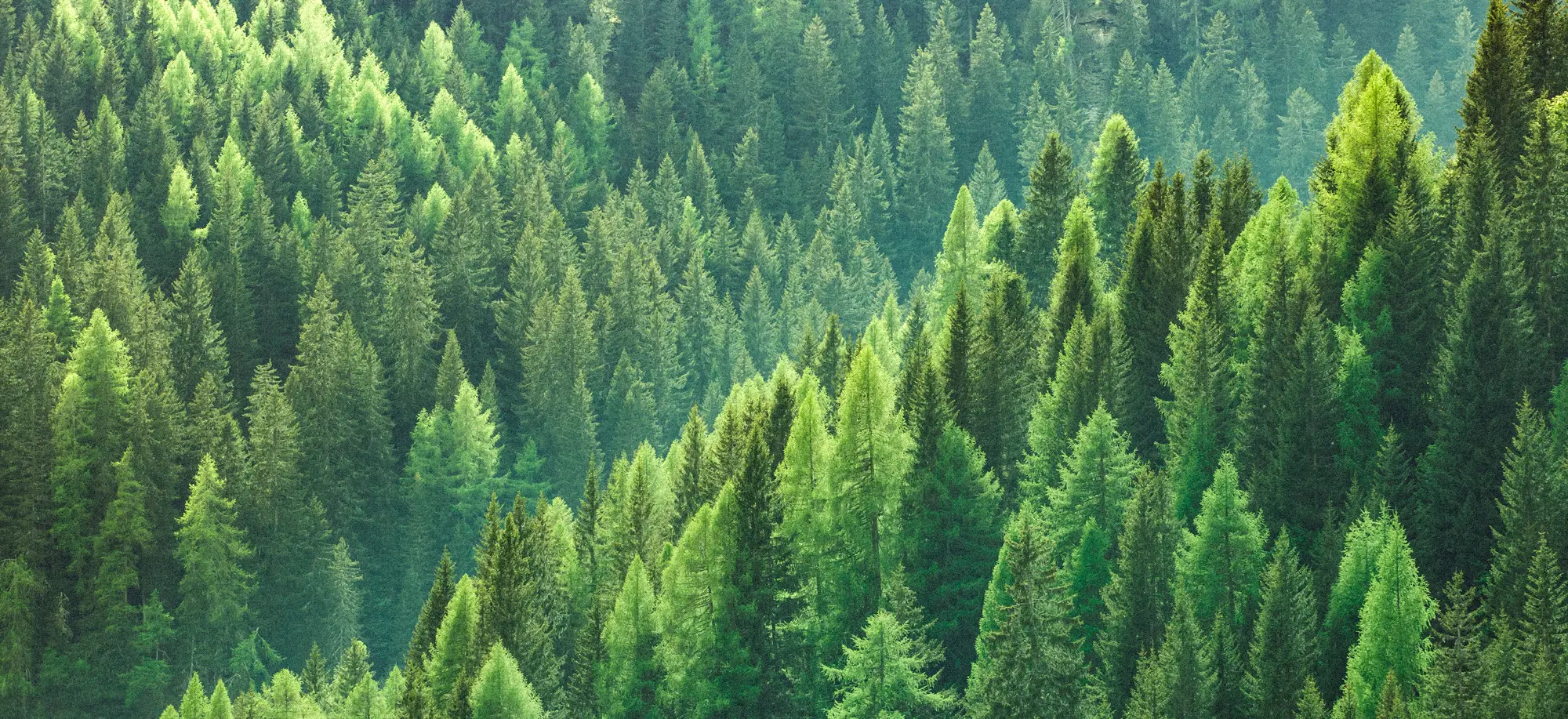 UFRO Presenta Seminario Uso de Herramientas Moleculares en el Sector Forestal