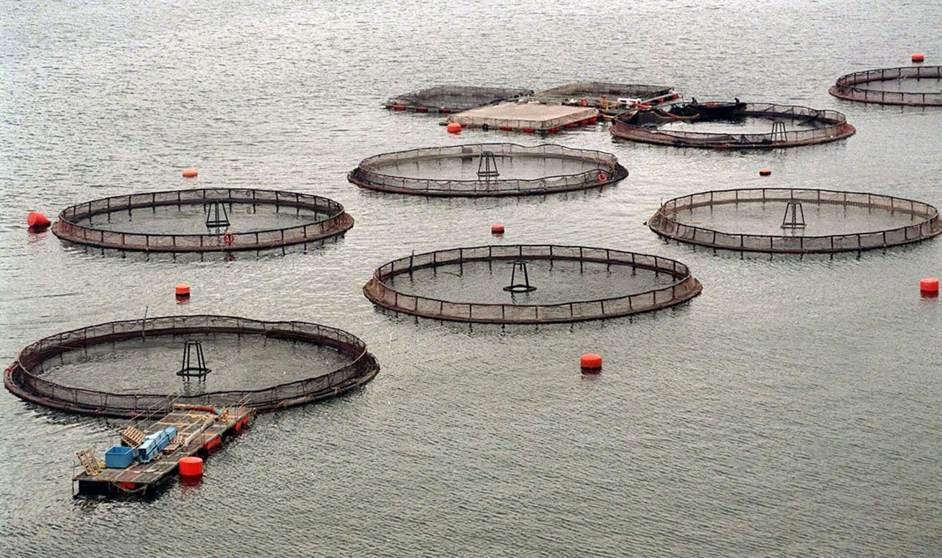 Alumnos Consorcio Ci2030 producen antimicrobiano capaz de reducir impacto de antibióticos de la industria salmonera en el ecosistema marino